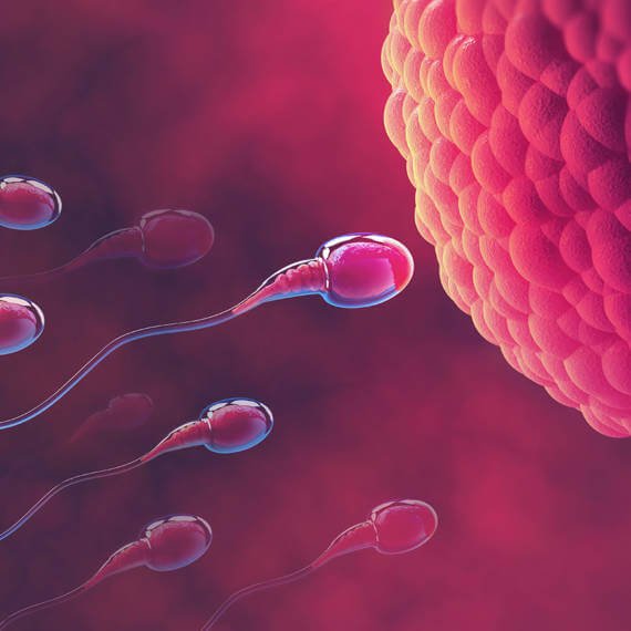 GAMETA - Insemination