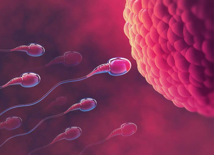 inseminacja co to