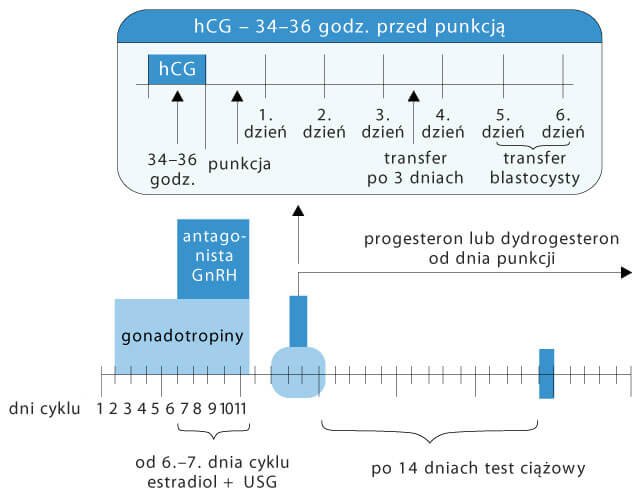 Protokół z&nbsp;antagonistą