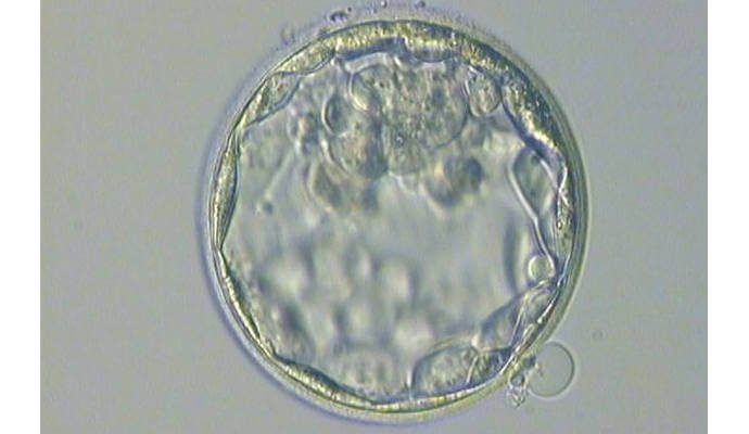 Nagroda Nobla za in vitro